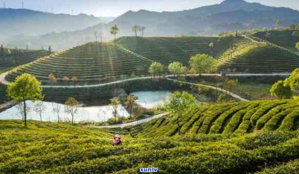 大悟茶叶有哪些牌子，探秘大悟茶区：揭秘那些知名茶叶