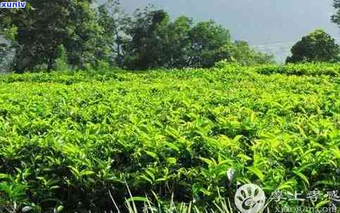 大悟茶叶有哪些牌子，探秘大悟茶区：揭秘那些知名茶叶