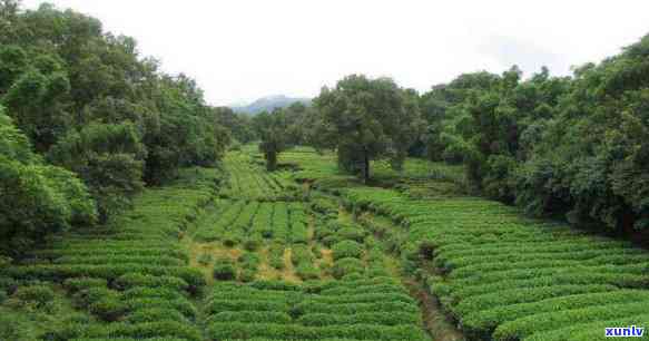  *** 林芝茶叶有哪些- *** 林芝茶叶有哪些品种