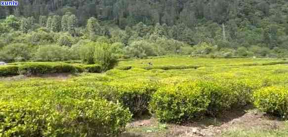  *** 林芝茶叶有哪些- *** 林芝茶叶有哪些品种