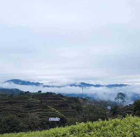 金黄色的茶叶有哪些-金黄色的茶叶有哪些品种