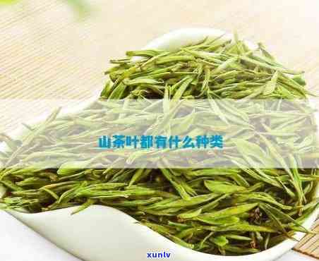 带山字的茶叶有哪些名字，探秘茶叶世界：那些带有“山”字的名字