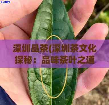 深圳有什么特产茶叶？探索深圳独特的茶文化与