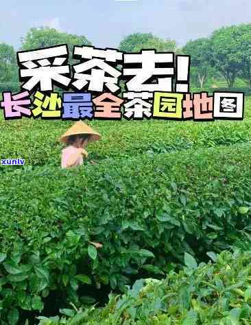 长沙茶叶市场有哪些地方好，寻找好茶？长沙茶叶市场必去之处！