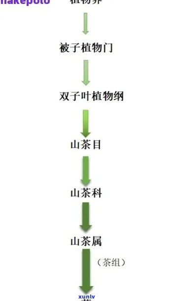 全面解析：茶叶保技术的 *** 与实践