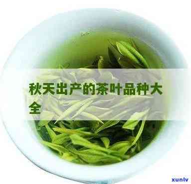 秋天产什么茶叶，秋日佳品：解析秋产的茶叶种类与特点