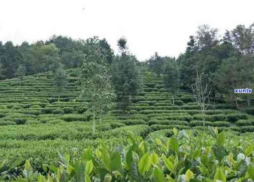 富阳茶叶场在哪里，「富阳茶叶场」位置大公开！在这里，您可以一站式购买到各种优质茶叶！