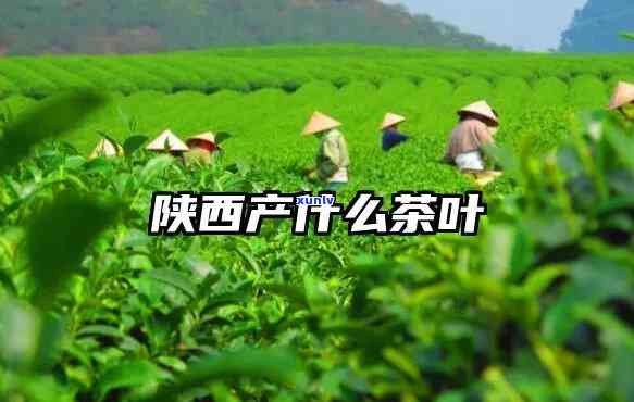 陕西茶叶特产有哪些品种，探秘陕西：茶叶特产品种大盘点