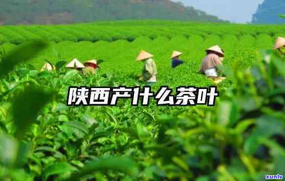 陕西特产的茶叶，品味陕西：探寻独特的茶叶特产