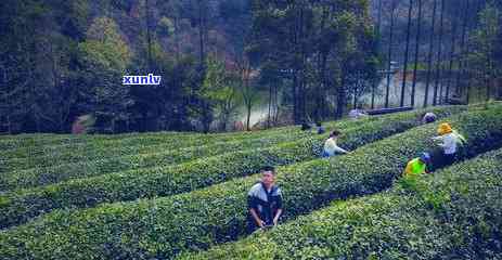 千岛湖的茶叶有哪些-千岛湖的茶叶有哪些品种