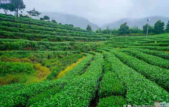 浙江茶叶基地有哪些名字，探索浙江茶叶的源头：揭秘茶叶基地全名