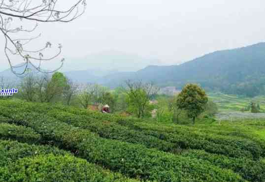 浙江茶叶基地有哪些名字，探索浙江茶叶的源头：揭秘茶叶基地全名