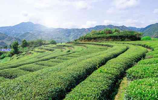 浙江茶叶基地有哪些名字，探索浙江茶叶的源头：揭秘茶叶基地全名