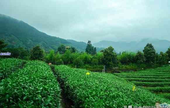 浙江茶叶基地有哪些名字，探索浙江茶叶的源头：揭秘茶叶基地全名