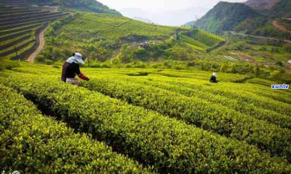 浙江茶叶基地有哪些名字，探索浙江茶叶的源头：揭秘茶叶基地全名