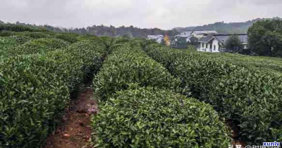 浙江省茶叶基地，探访浙江茶叶基地，领略中国茶文化的魅力