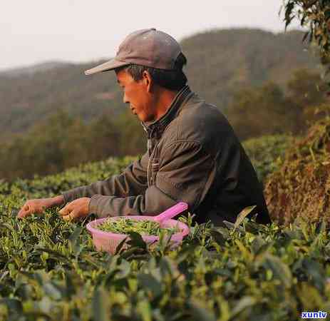 茶叶中的有机酸是从茶叶的什么中分析出来的，解析茶叶中的有机酸来源：从哪里可以分析出茶叶中的有机酸？