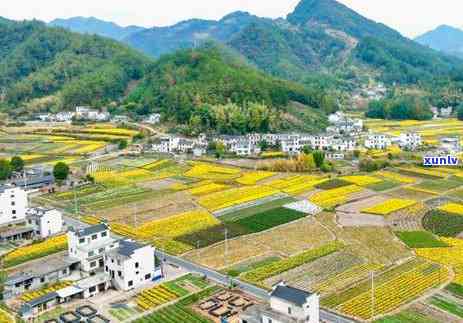 黄山著名茶叶有哪些品种，探寻黄山的茶文化：了解其著名茶叶品种