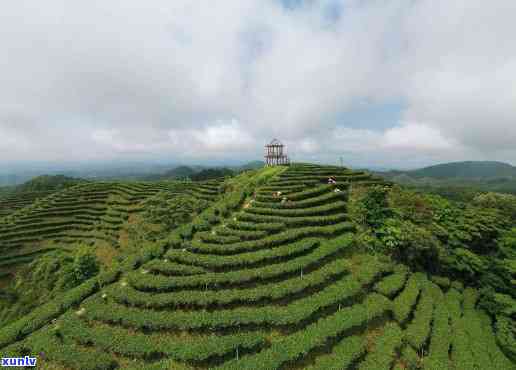 河源紫金茶园，探索东美景：游览河源紫金茶园，品味清新自然