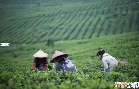 寻找江茶叶特产好？一网打尽！