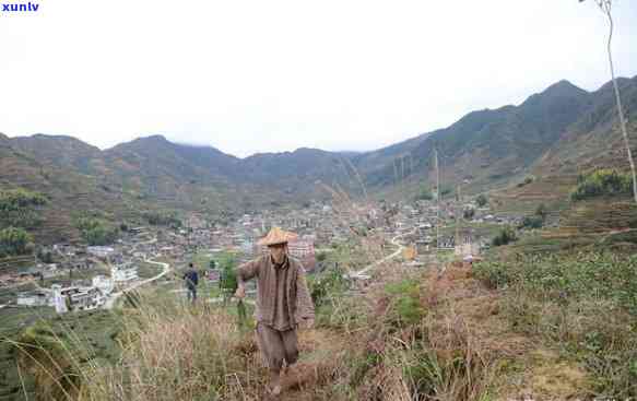 泉州茶叶有哪些-泉州茶叶有哪些牌子