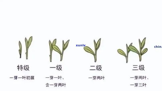 茶叶等级二级好不好-茶叶等级二级是什么意思