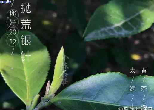 茶叶棍与银棍：哪一种更好？全面比较分析