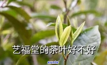 艺福堂的茶叶哪个好-艺福堂茶叶好吗