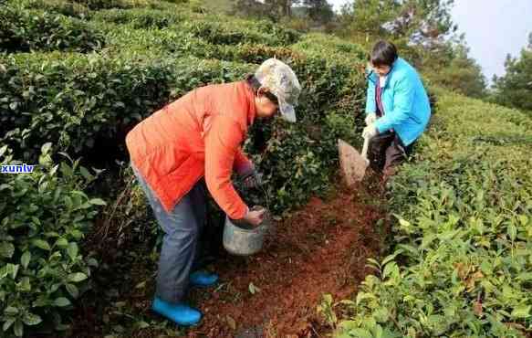 茶叶肥什么时候追肥好，何时给茶叶肥？