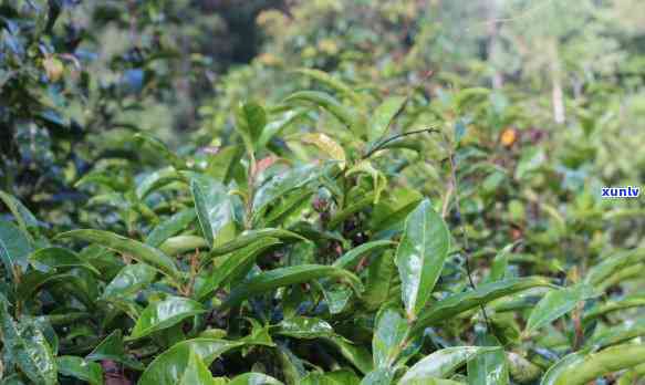 茶叶倒花盆里好不好呢？影响植物生长的实验证明