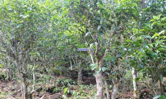 茶叶倒花盆里好不好-茶叶倒花盆里好不好呢