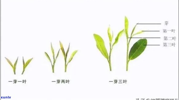 茶叶芽头多是不是好，茶叶芽头多，一定好吗？——解析茶叶品质的几个关键因素