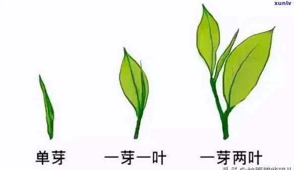 茶叶芽头多是不是好，茶叶芽头多，一定好吗？——解析茶叶品质的几个关键因素