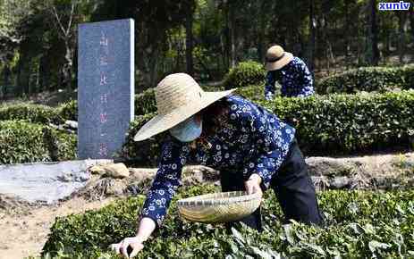 日照茶叶，品味日照：探索当地的茶叶