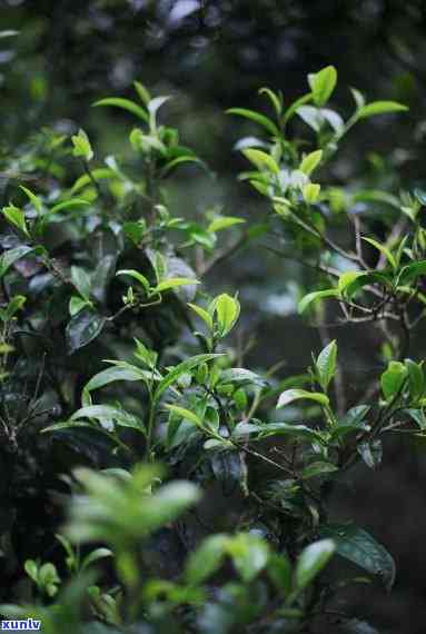 旺古树茶叶种植家庭农场，探访旺古树茶叶种植家庭农场，品味自然与人文的交融之美