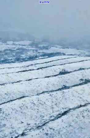 成都飘雪图片，冬日美景：成都街头飘雪照片