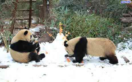 成都飘雪图片，冬日美景：成都街头飘雪照片