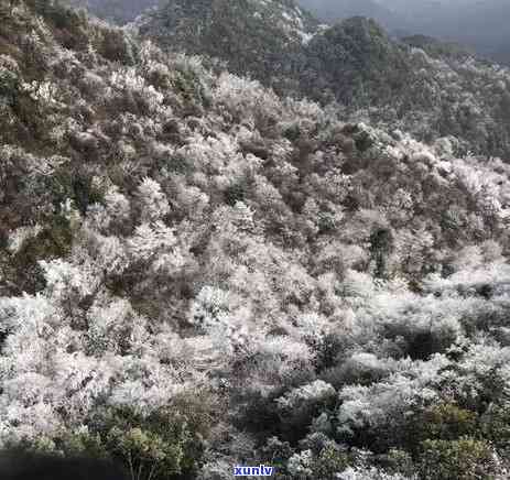 成都飘雪图片，冬日美景：成都街头飘雪照片