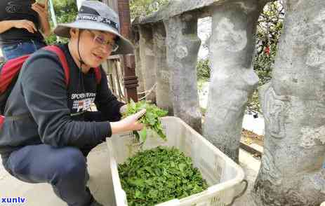 阳的茶叶买哪个牌子好，阳茶叶推荐，哪个牌子值得购买？