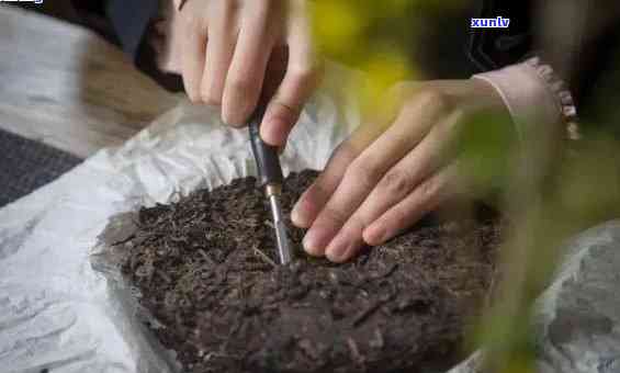 茶叶催芽的配方及早发芽技巧