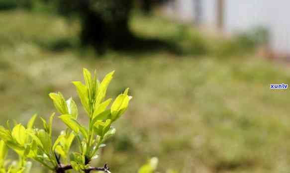 茶叶催芽素哪种-茶树催芽壮芽用什么药最快