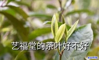 艺福堂的茶叶好不好-艺福堂的茶叶好不好喝