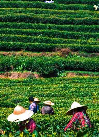 丰顺茶叶场，探索丰顺茶叶场：东省更大的茶叶集散地