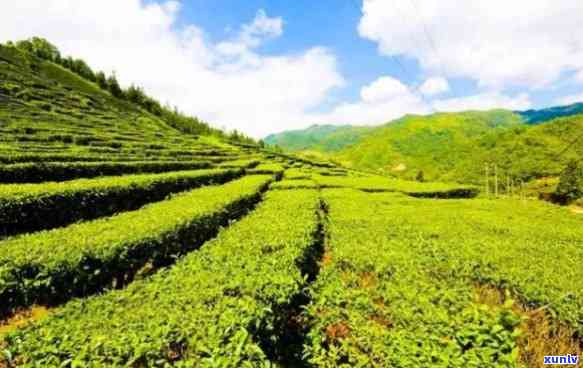 丰顺茶叶场，探索丰顺茶叶场：东省更大的茶叶集散地