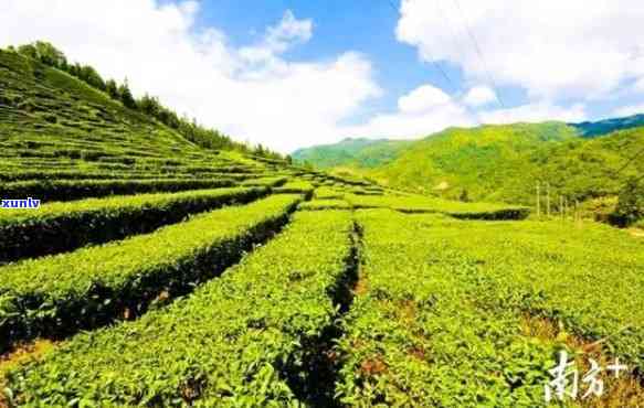 丰顺县那里的茶叶好-丰顺县那里的茶叶好吃