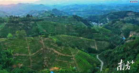 丰顺县那里的茶叶好-丰顺县那里的茶叶好吃