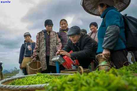 重庆茶叶哪个好？全面比较解析