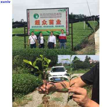 重庆的茶叶，品味重庆：探索当地的茶叶世界