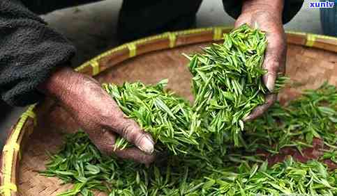 重庆茶叶哪个好-重庆茶叶哪个好一点