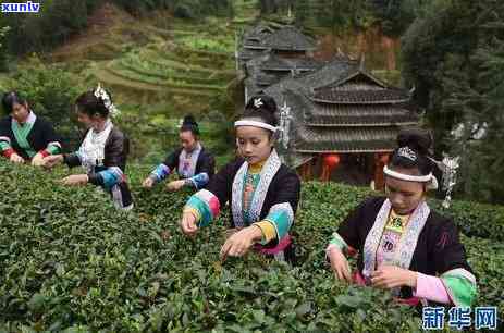 哪个地区茶叶比较出名，探寻中国茶叶之最：哪个地区茶叶最为出名？